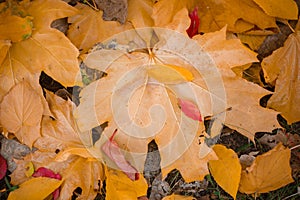 Colorful red and orange autumn leaves lying outdoors.