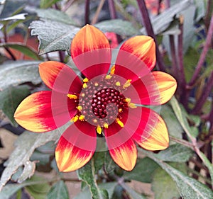 Colorful red and orange Dahlia Mignon flower
