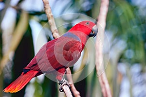 Colorful red parrot