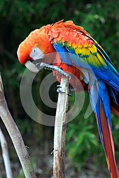 Colorful Red Parrot