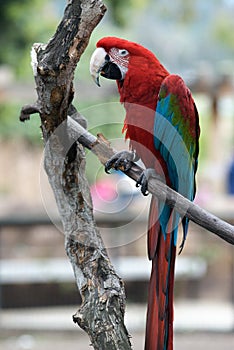 Colorful Red Parrot on Branch