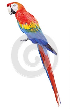 Colorful red parrot macaw