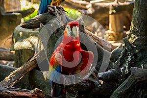 Colorful red parrot macaw