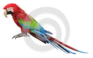 Colorful red parrot macaw photo