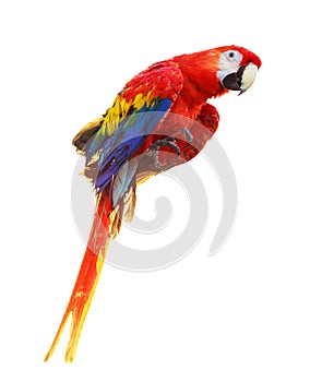 Colorful red parrot macaw isolated on white