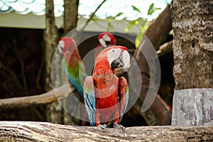 Colorful red parrot macaw