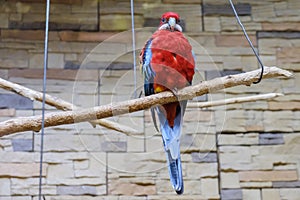 Colorful red parrot sits on a branch in a cage.