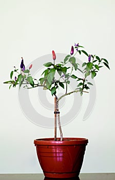 Colorful red pepper plant, in pots