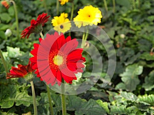 Colorful Red Pink Orange and Yellow gerbera daisy in the garden with natural light in the morning. Travel in Dalat City, Vietnam