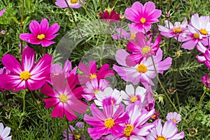 Colorful red, pink, purple flowers of Cosmos plant with green leaves on flowerbed. Outdoor horizontal image with copy space.