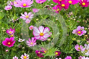 Colorful red, pink, purple flowers of Cosmos plant with green leaves on flowerbed. Outdoor horizontal image with copy space.
