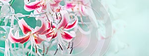 Colorful red pink tiger lily flowers with green leaves on blurry background