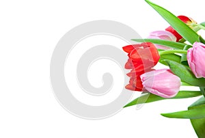 Colorful red and pink tulips
