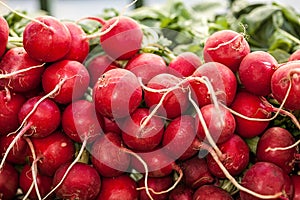 Colorful red radish in a bunch