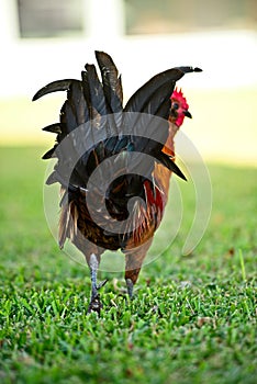 A colorful red rooster shows his black tail feathers as he walks away in a grassy field