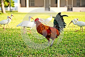 A colorful red rooster walks in the grass among a flock of White American Ibis Birds