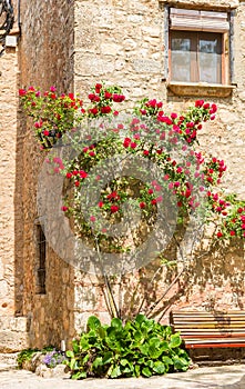 Colorful red roses on the facade of an old house in Siurana