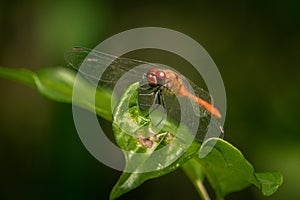 A colorful red ruddy darter dragonfly resting