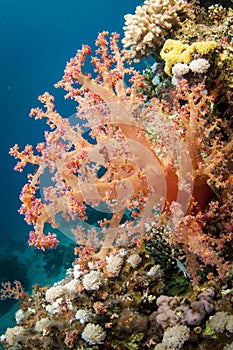 Colorful red soft coral in the Ocean