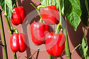 Colorful red sweet pepper or capsicum annuum group hanging on vine of tree in organic vegetables farm background