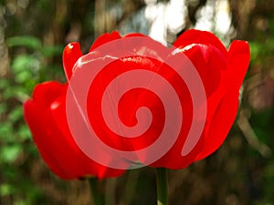 Colorful red tulips Tulipa L in blossom and sun backlights