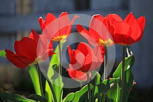 Colorful red tulips Tulipa L in blossom and sun backlights photo