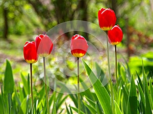 Colorful red tulips Tulipa L in blossom and sun backlights in city garden photo