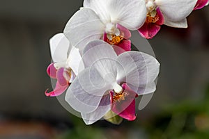 Colorful red and white moth orchid flowers