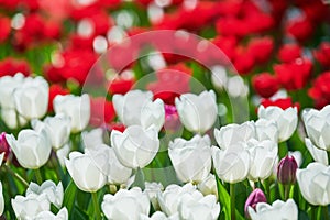 Colorful red white spring tulips flowers blossoming