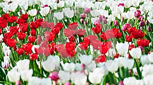 Colorful red white spring tulips flowers blossoming