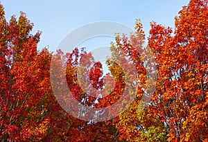 Colorful red and yellow autumn foliage on an oak tree