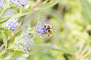 A Colorful Red, Yellow & Black, Bumble Bee Bombus huntii With Large Eyes Searches for Pollen