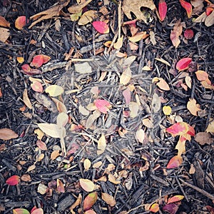 Colorful red and yellow Crepe Myrtle leaves in fall color lying on dark tree bark ground cover