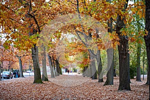 Colorful red and yellow foliage trees in garden during autumn at Wilhelm KÃ¼lz Park in city of Leipzig, Germany