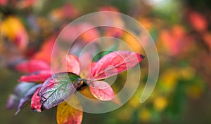 Colorful red yellow and green autumn leaves. Autumn or fall background