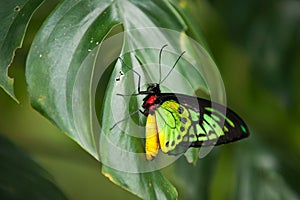 Colorful red yellow and green butterfly sitting on a green leaf.