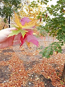 Colorful red and yellow leaves in the arm photo made in the walk in city park one autumn day. photo