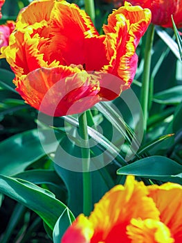 Colorful red and yellow parrot tulip