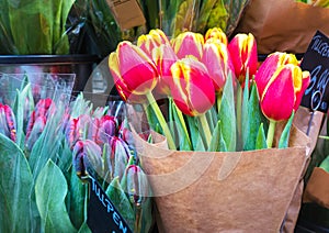 Colorful Red Yellow Tulips Bunch in the Garden or in the Market