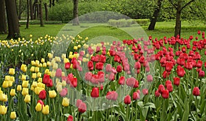 Colorful red and yellow tulips flowerbed