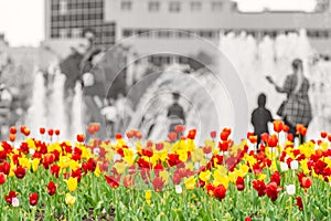 Colorful, red, yellow and white tulips grow in a flower bed in a city park