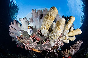 Colorful Reef Invertebrates in Tropical Pacific