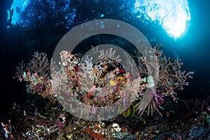 Colorful Reef Invertebrates in West Papua, Indonesia