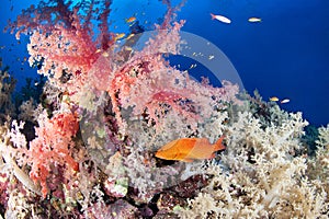 Colorful reef with jewel grouper