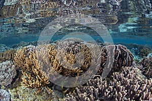 Colorful Reef in Shallows photo