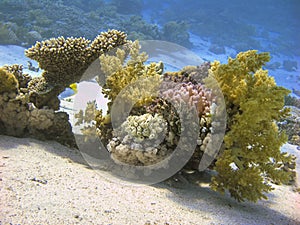 Colorful Reef with Soft Corals Underwater.