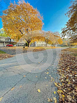 Colorful residential street bright fall foliage, row of two-story houses, large pile maple leaves yellow ready for curbside leaf