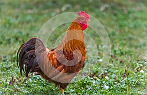 Colorful Rhode Island Red rooster. Big male orange-red chicken.