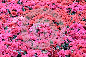 Colorful of rhododendrons flower in garden