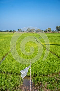 colorful rice field